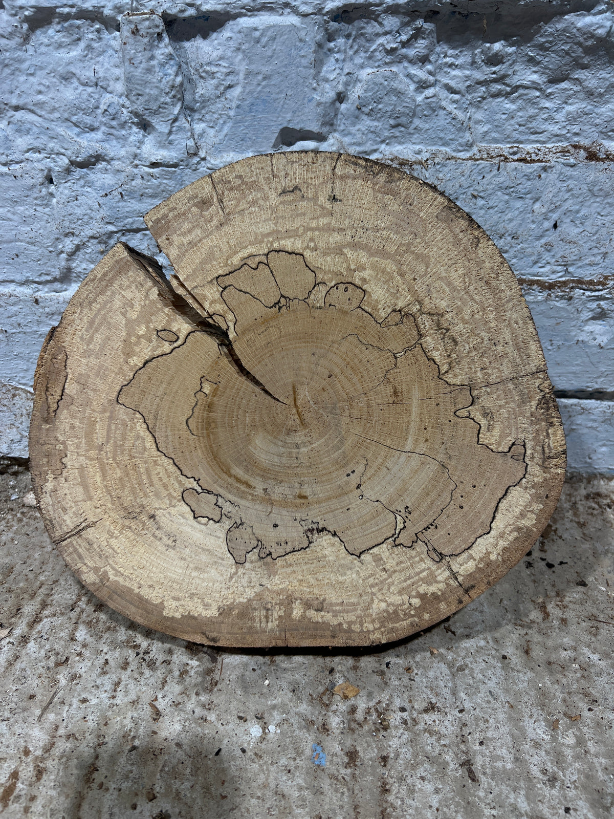 Spalted Beech No 172 - 290x280x50mm Sawn