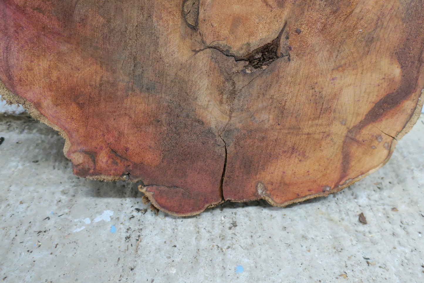 Yew No 100 - 500x520x50mm Planed