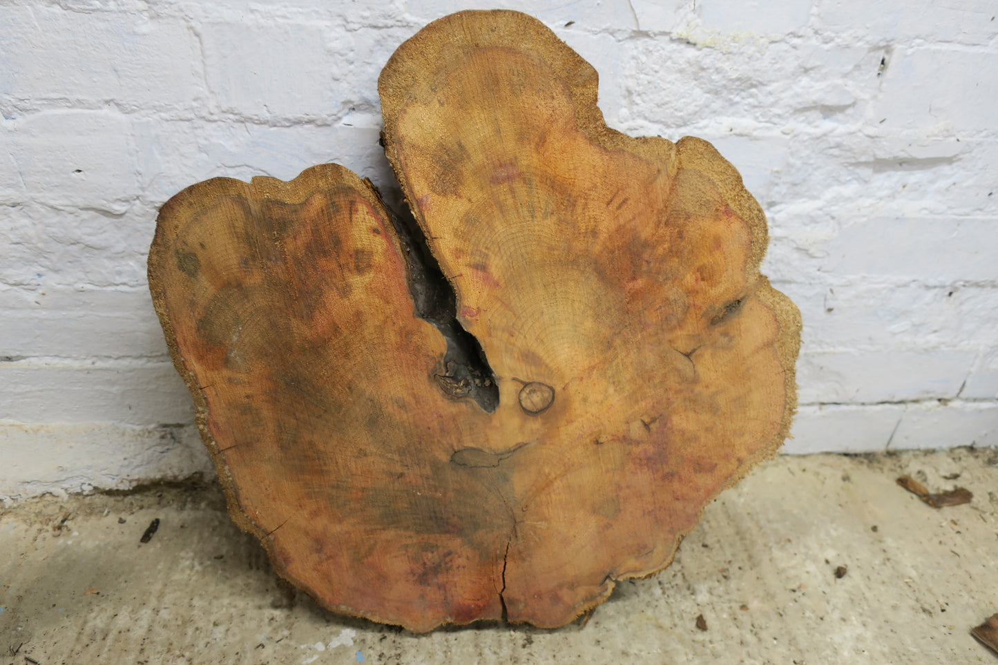Yew No 100 - 500x520x50mm Planed