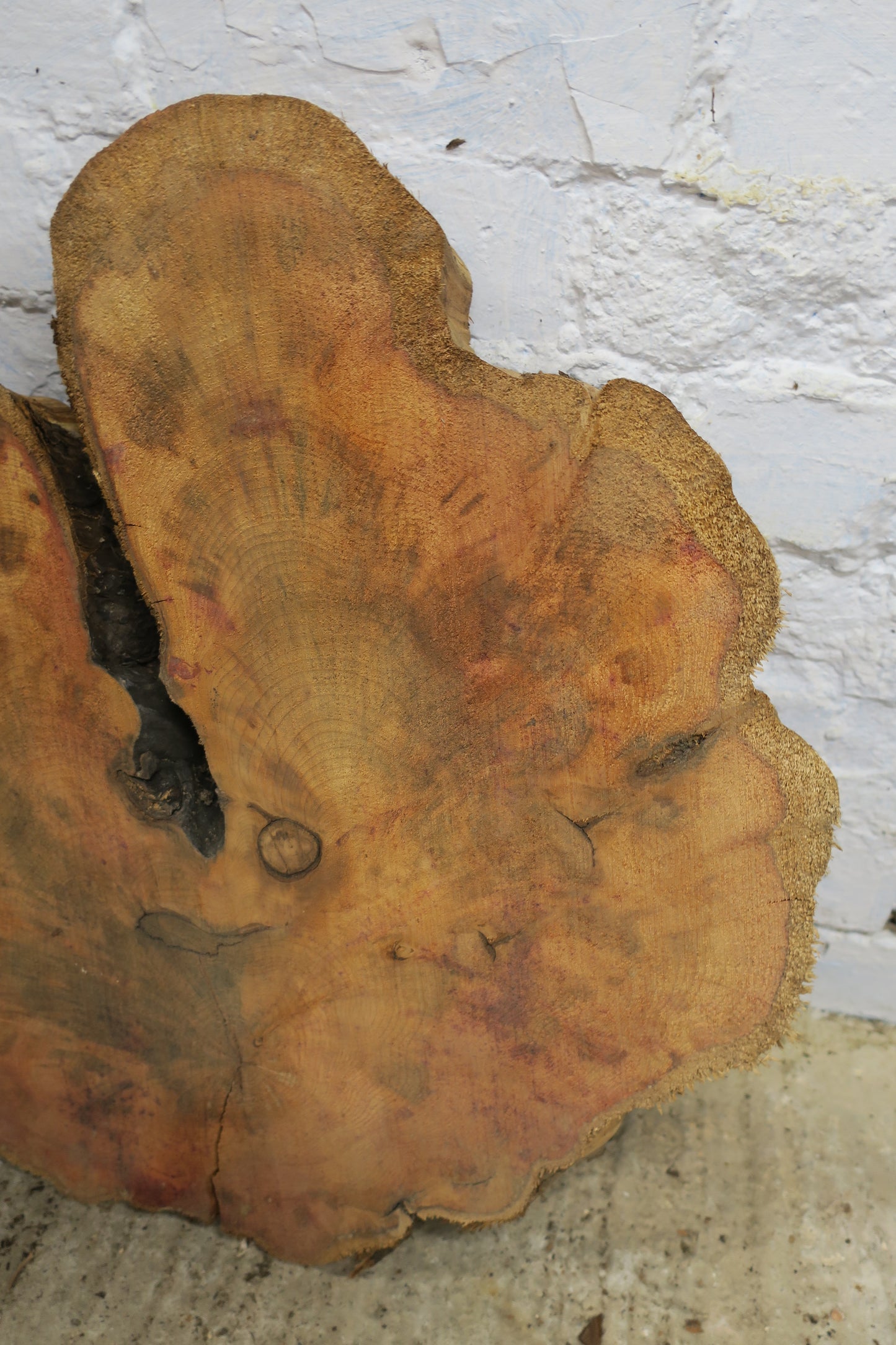 Yew No 100 - 500x520x50mm Planed