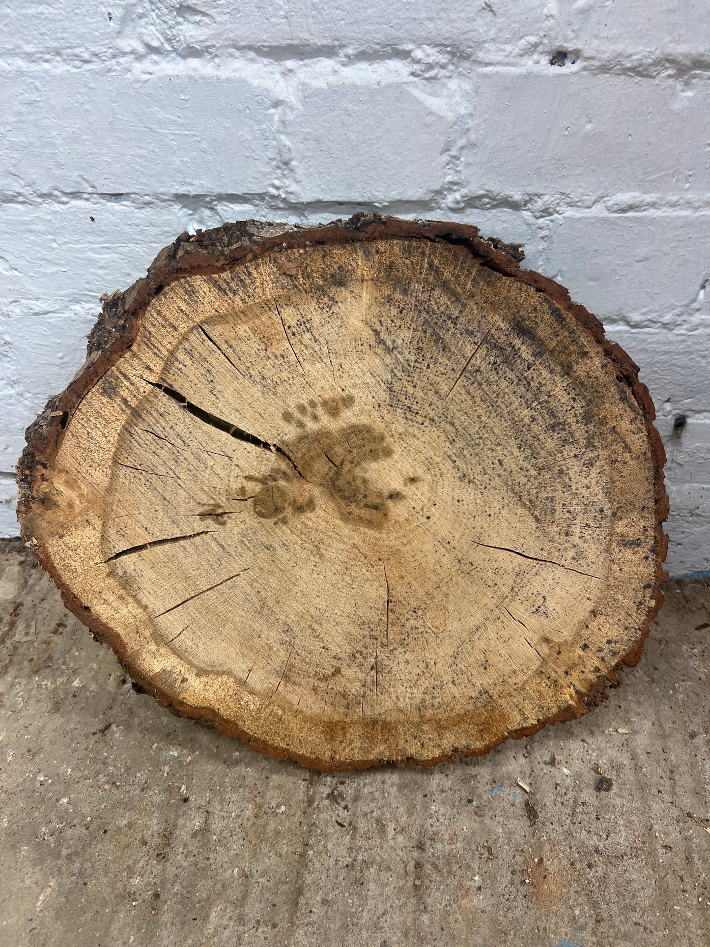 Oak Round No 51 - 350x400x80mm Sawn