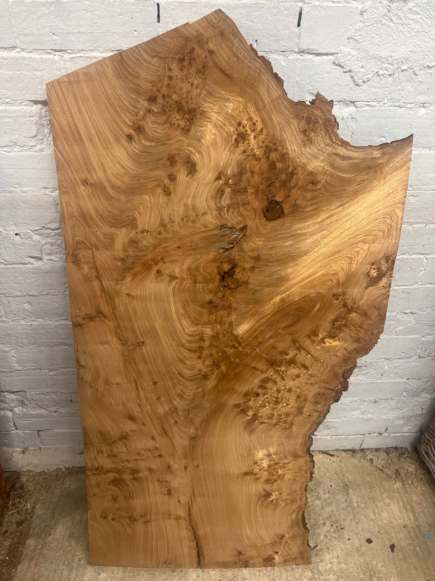 Elm No 55 - 1240x510-640x25mm Planed