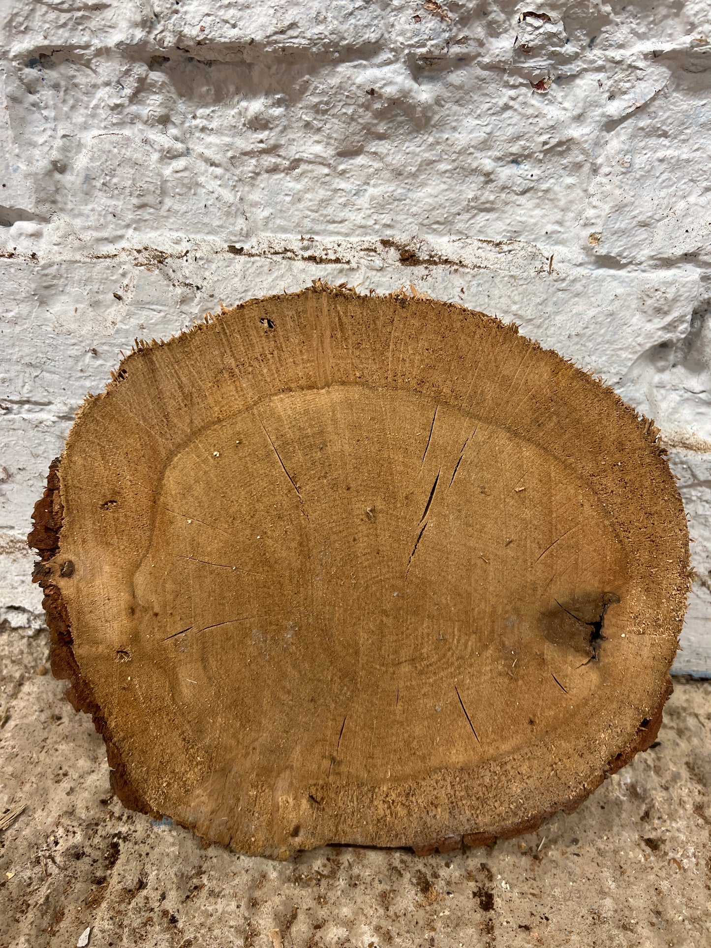 Oak Round No 51 - 270x250x50mm Sawn