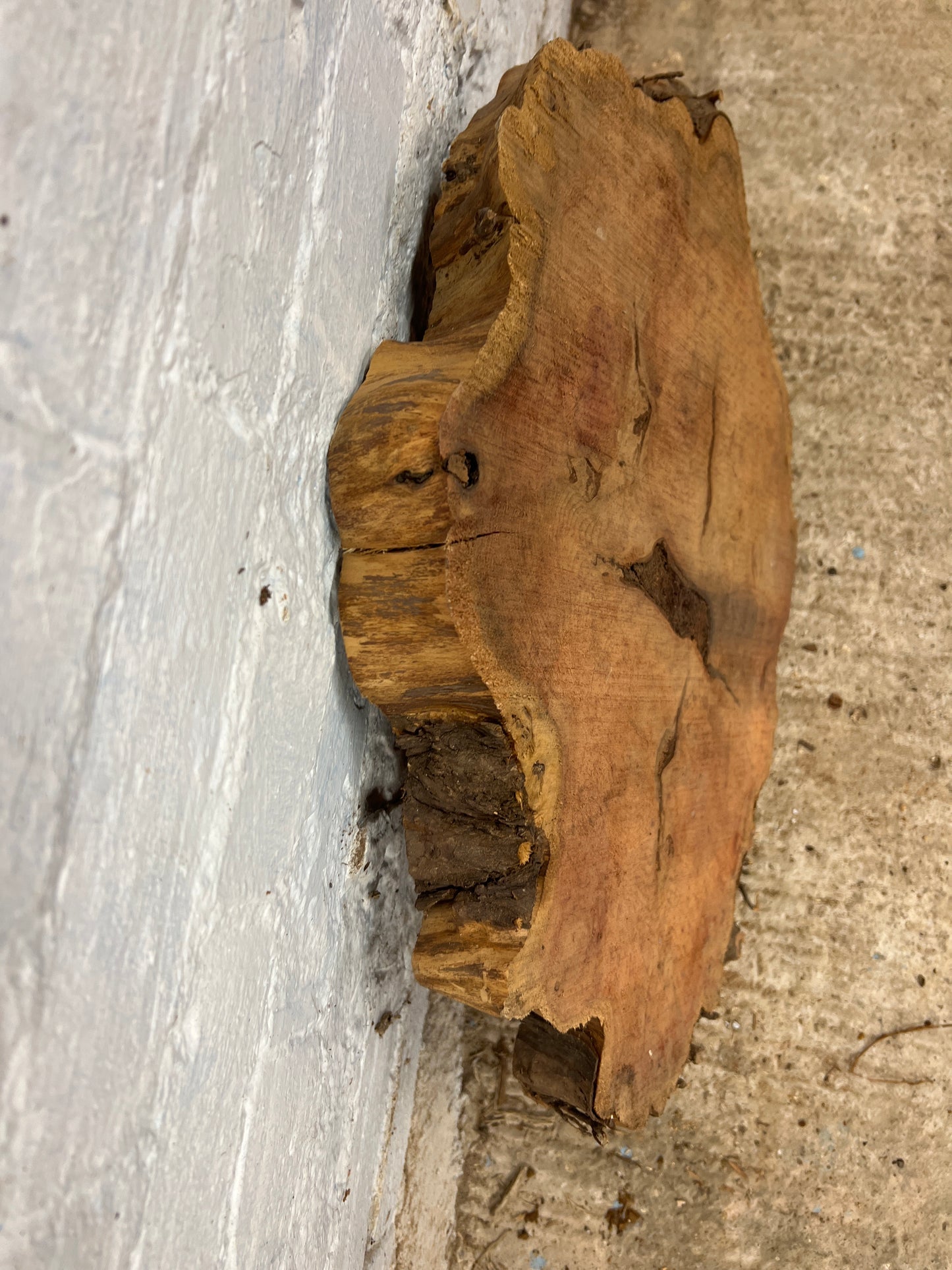 Yew No 95 - 580x470x55mm Sawn