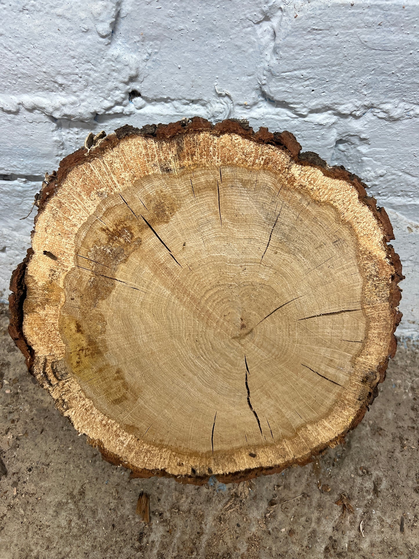 Oak Round No 49 - 290x300x40mm Sawn