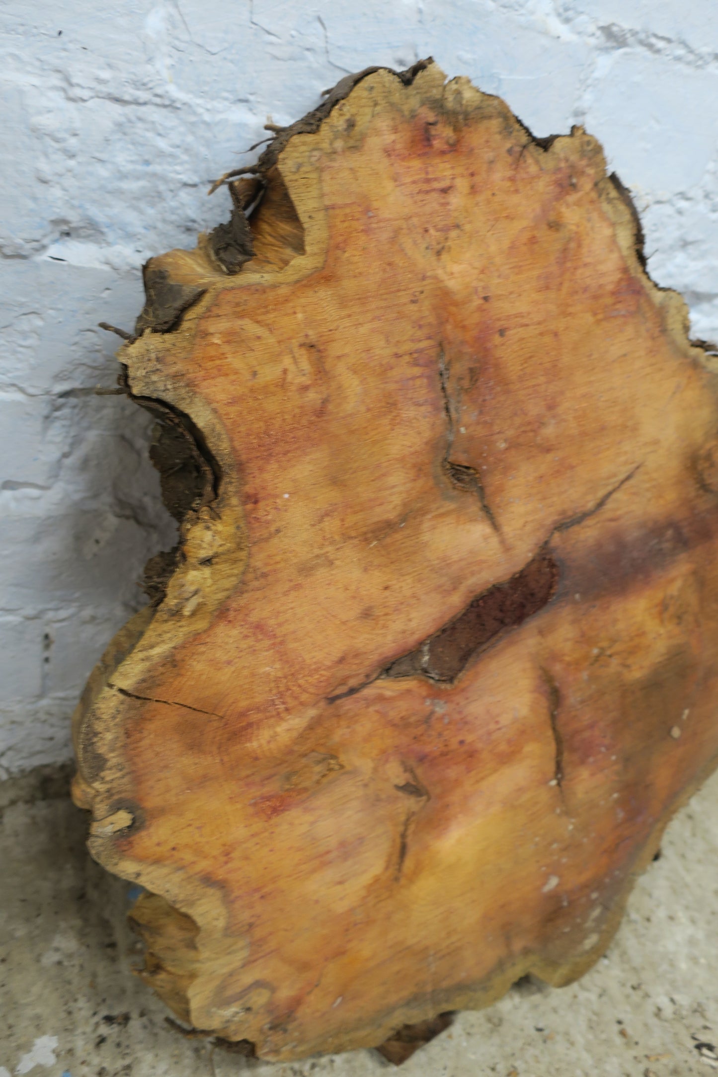 Yew No 95 - 550x480x50mm Planed