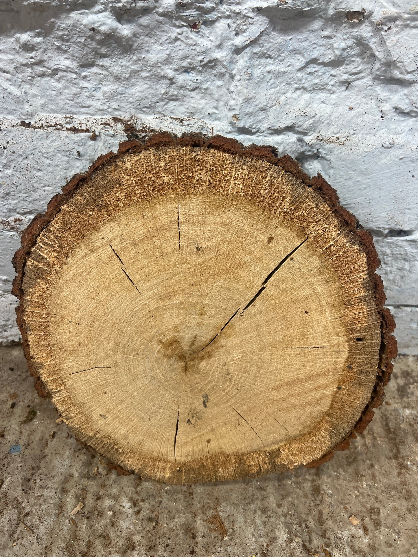 Oak Round No 76 - 270x260x40mm Sawn