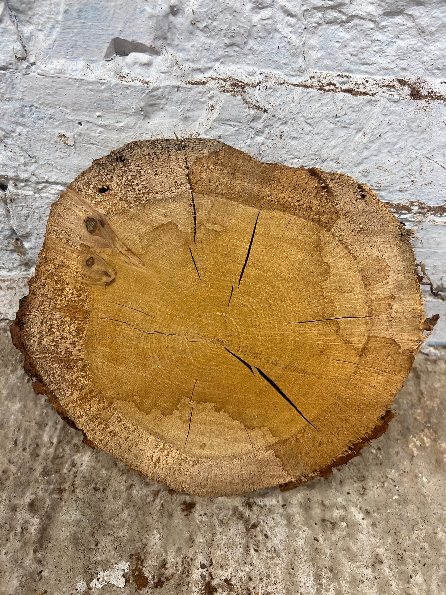 Oak Round No 76 - 260x230x45mm Sawn