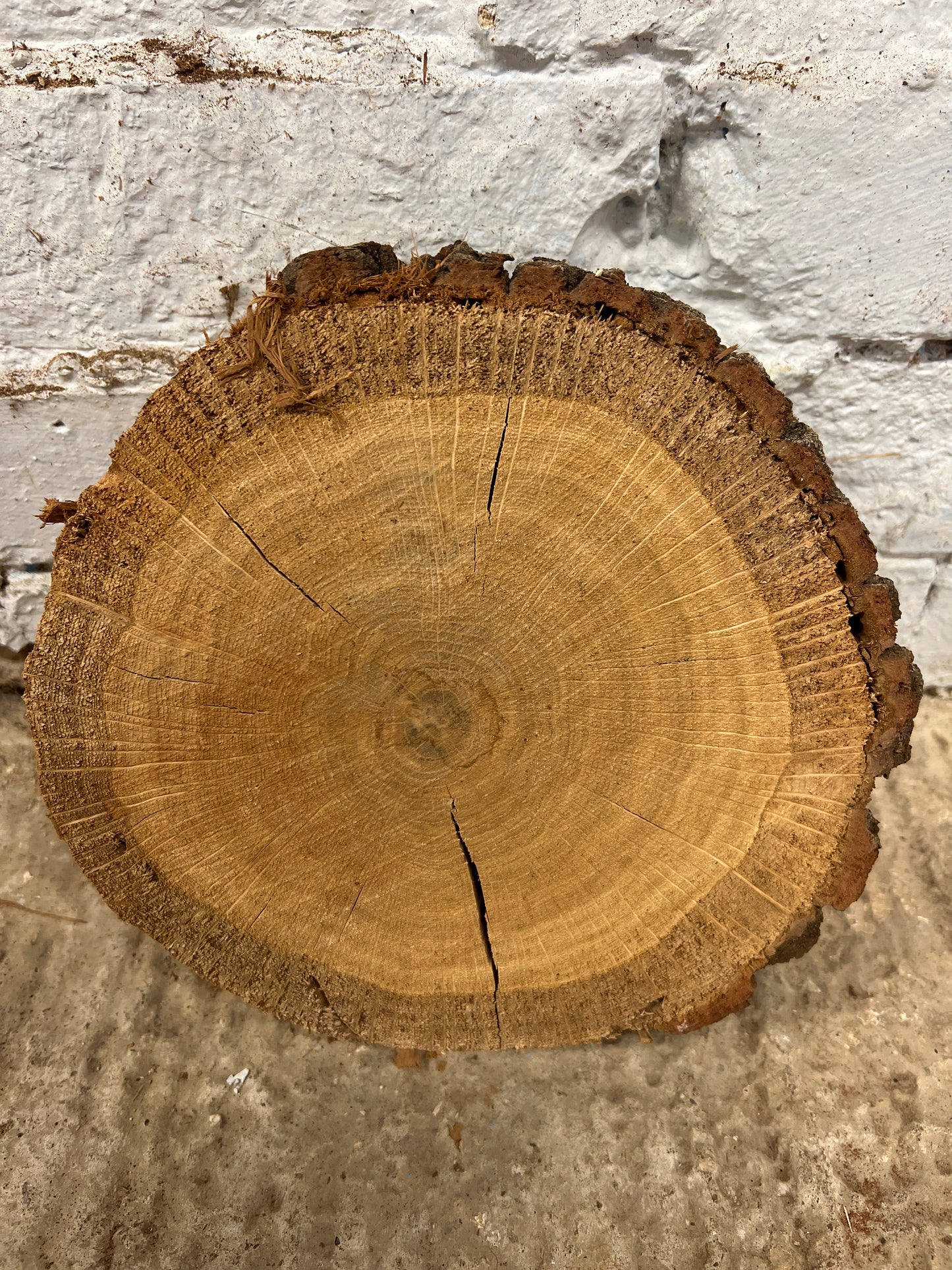 Oak Round No 58 - 230x210x60mm Sawn