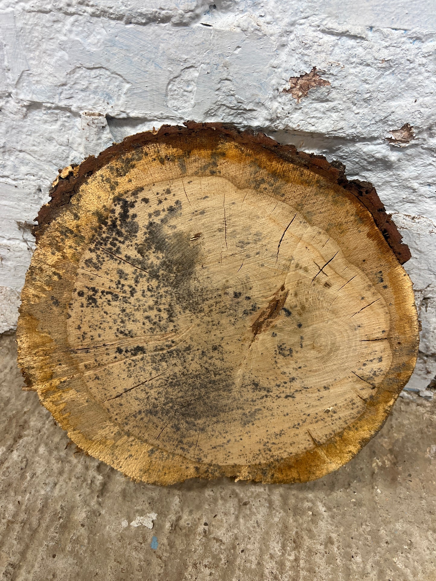 Oak No 72 - 360x340x50mm Sawn