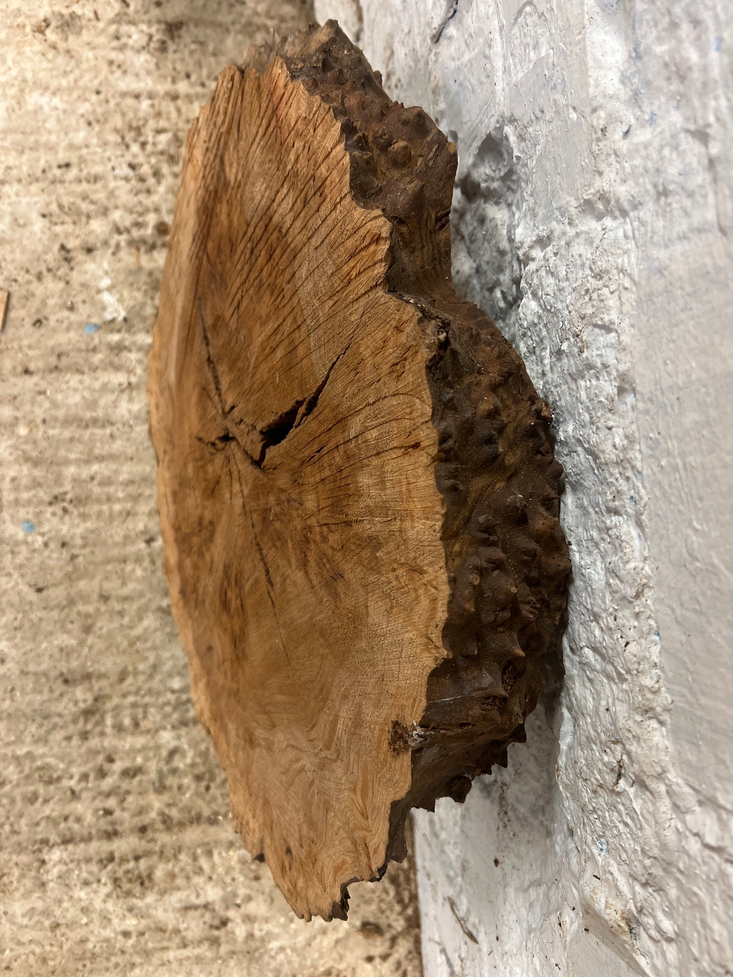 Burr Elm No 116 - 400x430x40mm Sawn