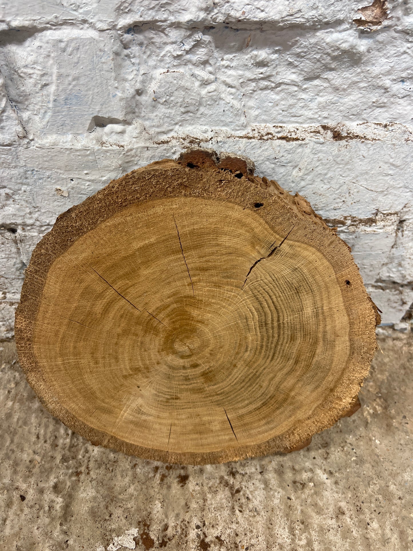 Oak Round No 51 - 280x260x50mm Sawn