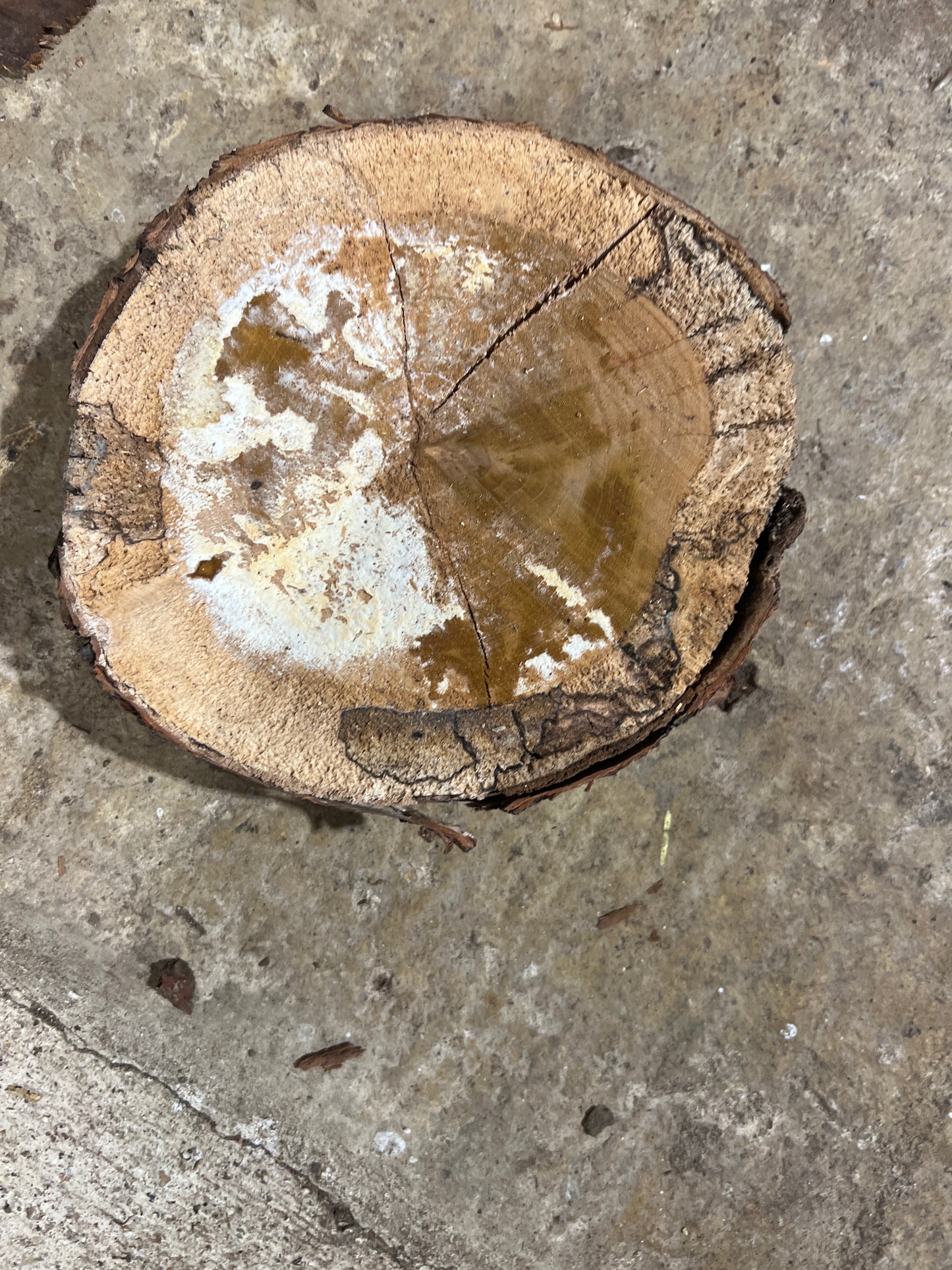 Cherry/Birch Round No 200 - 180x180x40mm Sawn