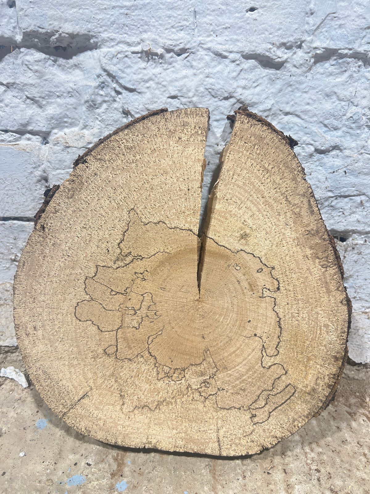 Spalted Beech Round No 232 - 280x280x45mm Sawn