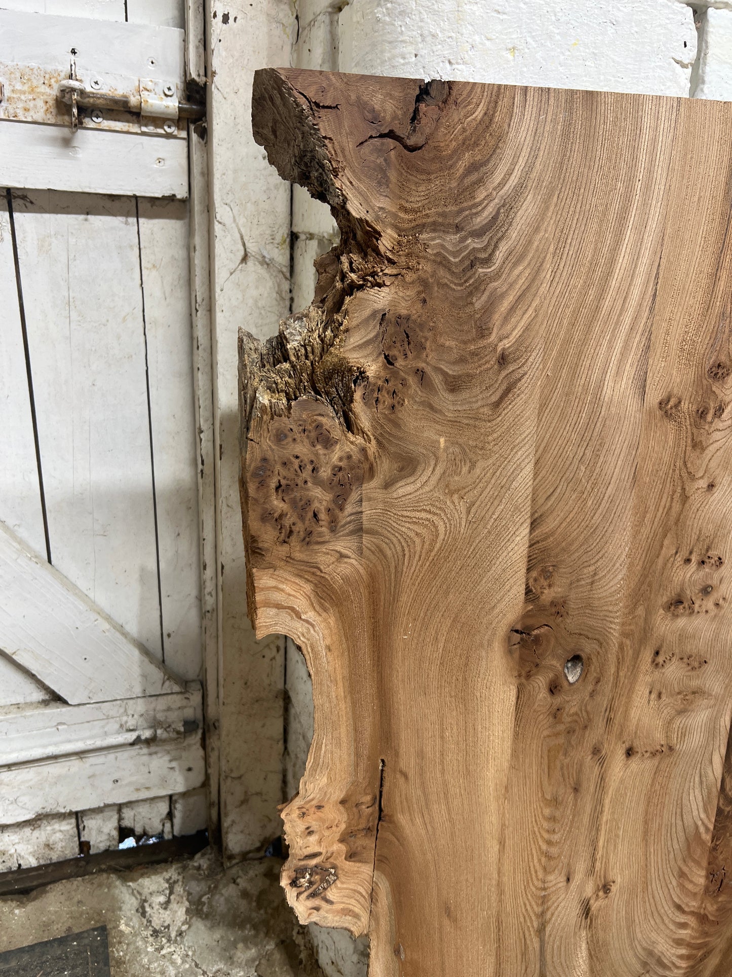 Burr Elm No 33 - 830x470-630x33mm Planed