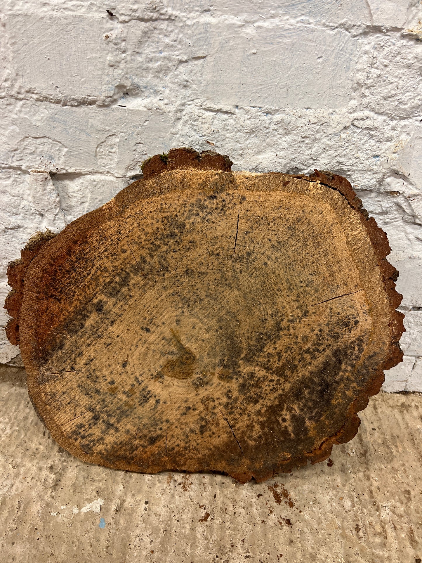 Oak no 132 - 370x430x60mm Sawn