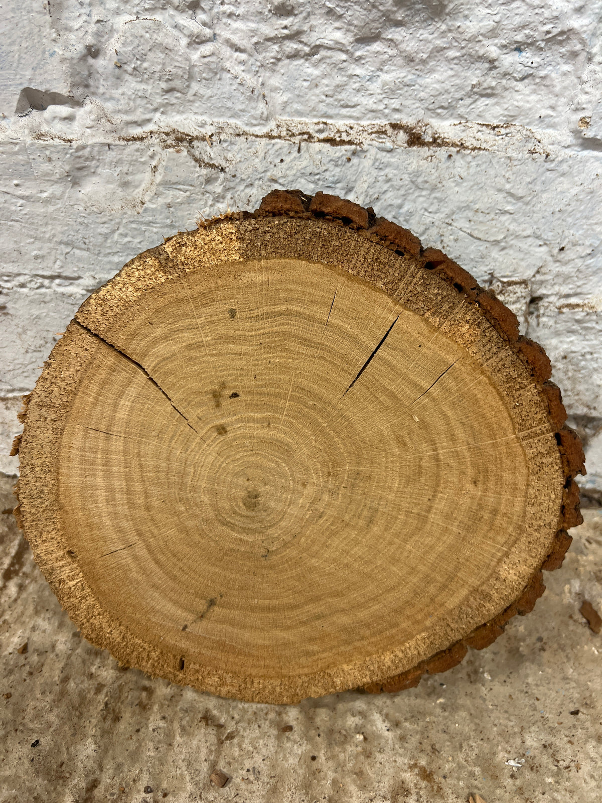 Oak Round No 51 - 270x260x55mm Sawn
