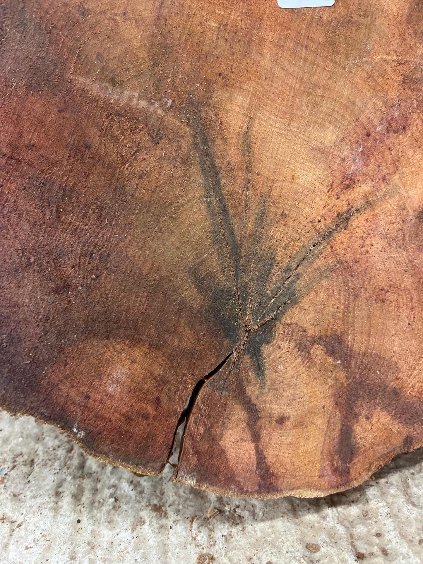 Yew No 110 - 480x480x50mm Sawn