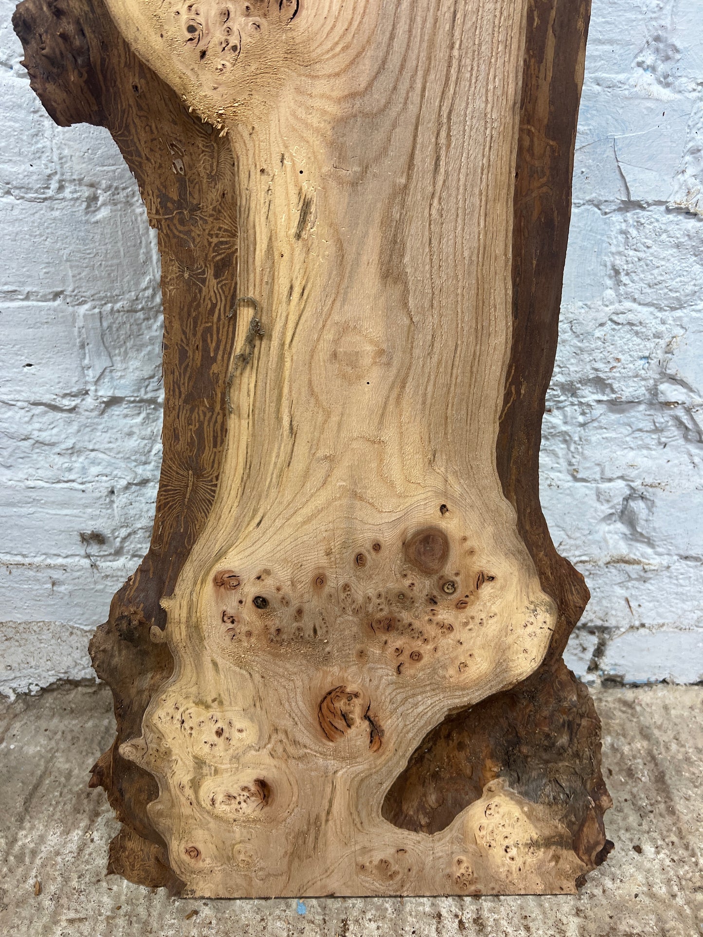 Burr Elm No 220- 1185x200-390x32mm Planed