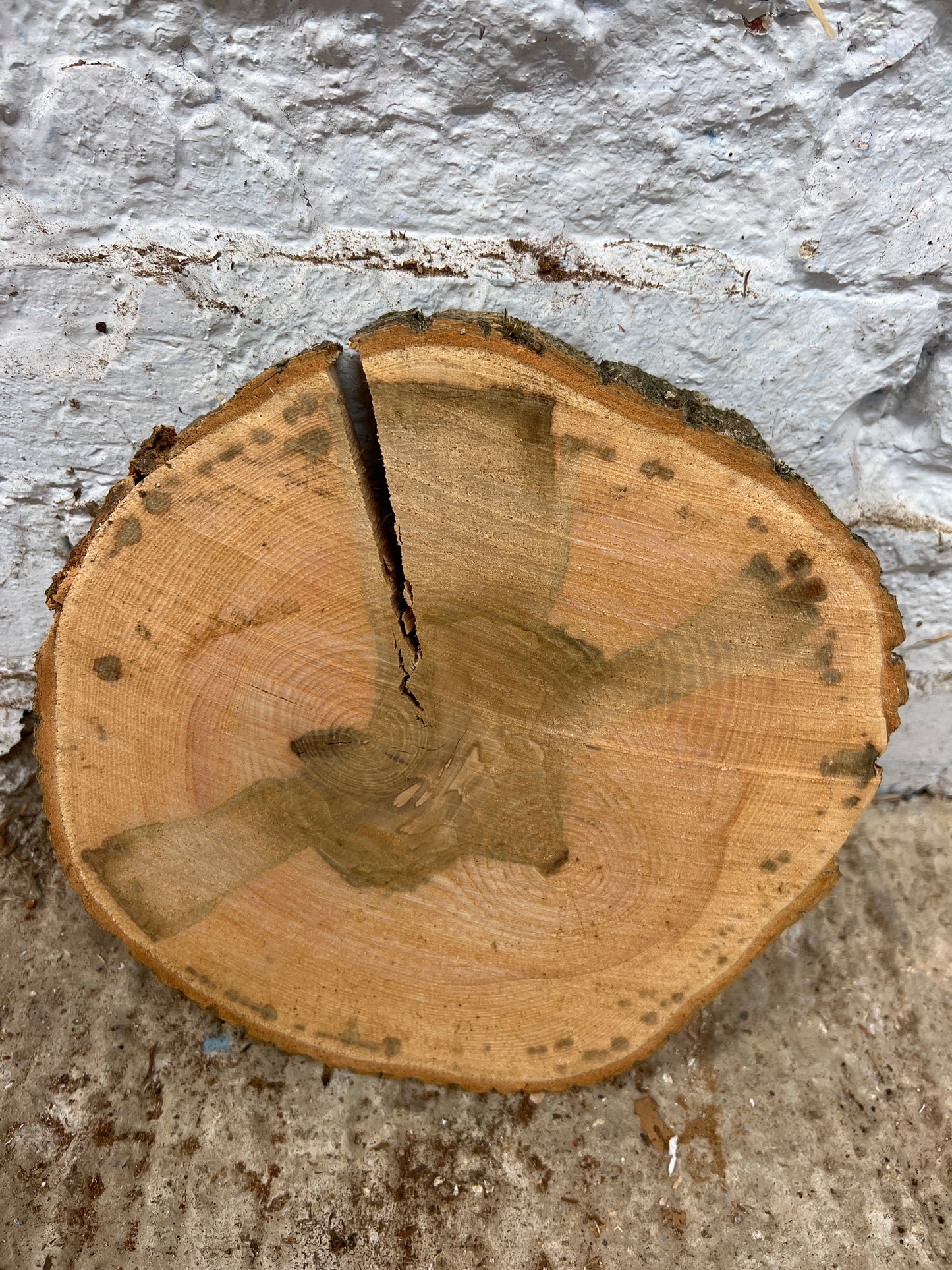 Ash No 143 - 260x260x40mm Sawn