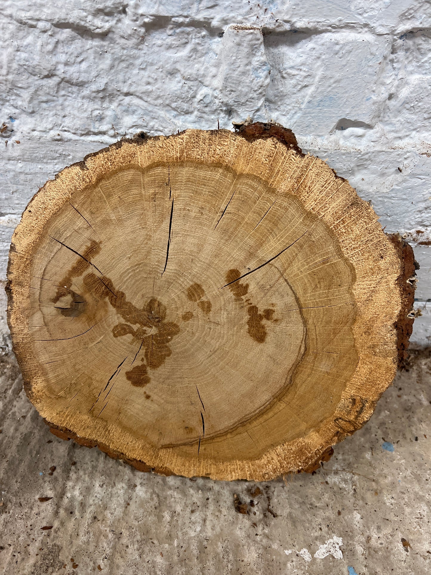 Oak Round No 51 - 310x280x45mm Sawn