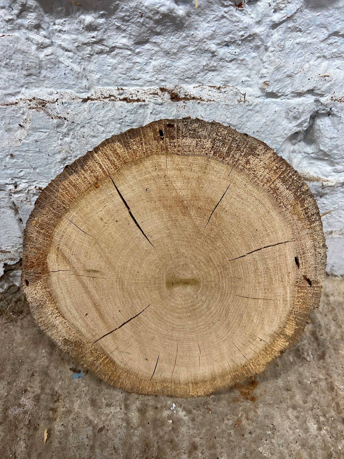 Oak Round No 49 - 260x250x45mm Sawn