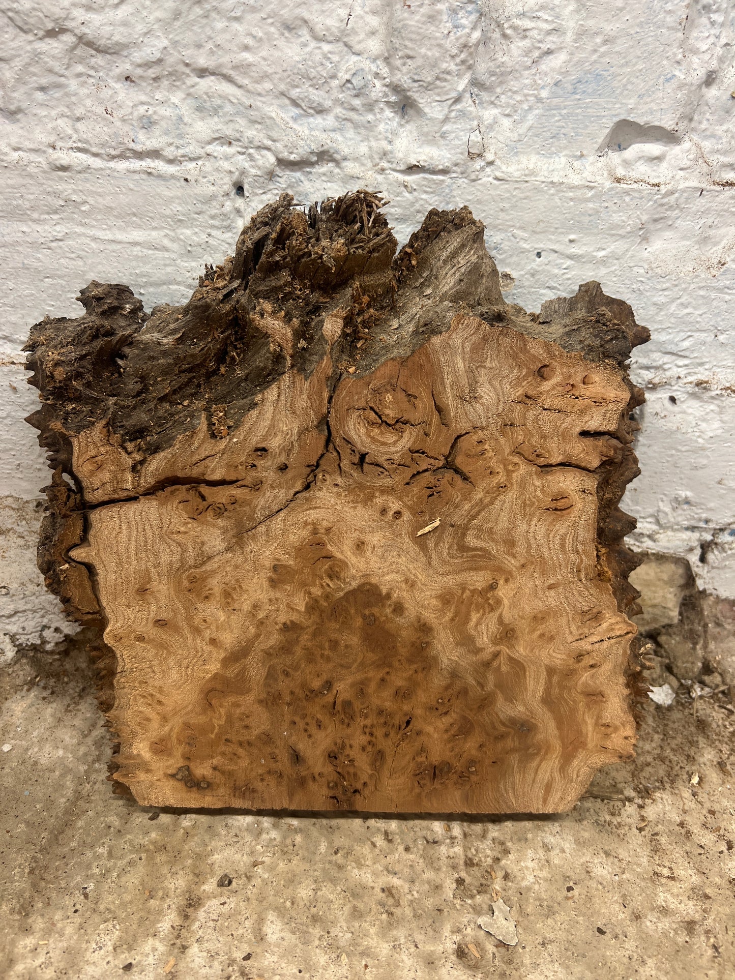 Burr Elm No 80 - 230x230x33mm Sawn