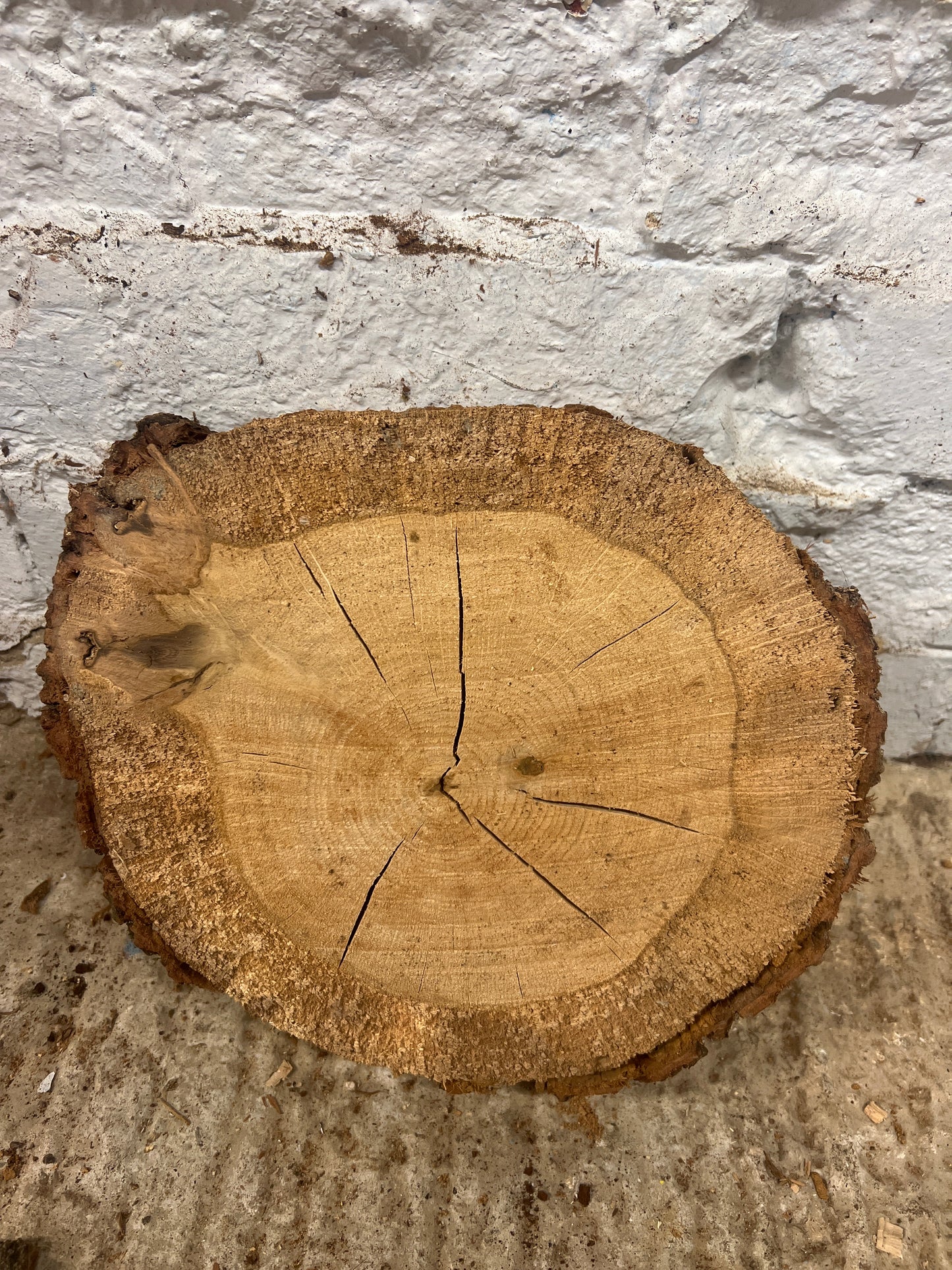 Oak Round No 58 - 270x230x55mm Sawn
