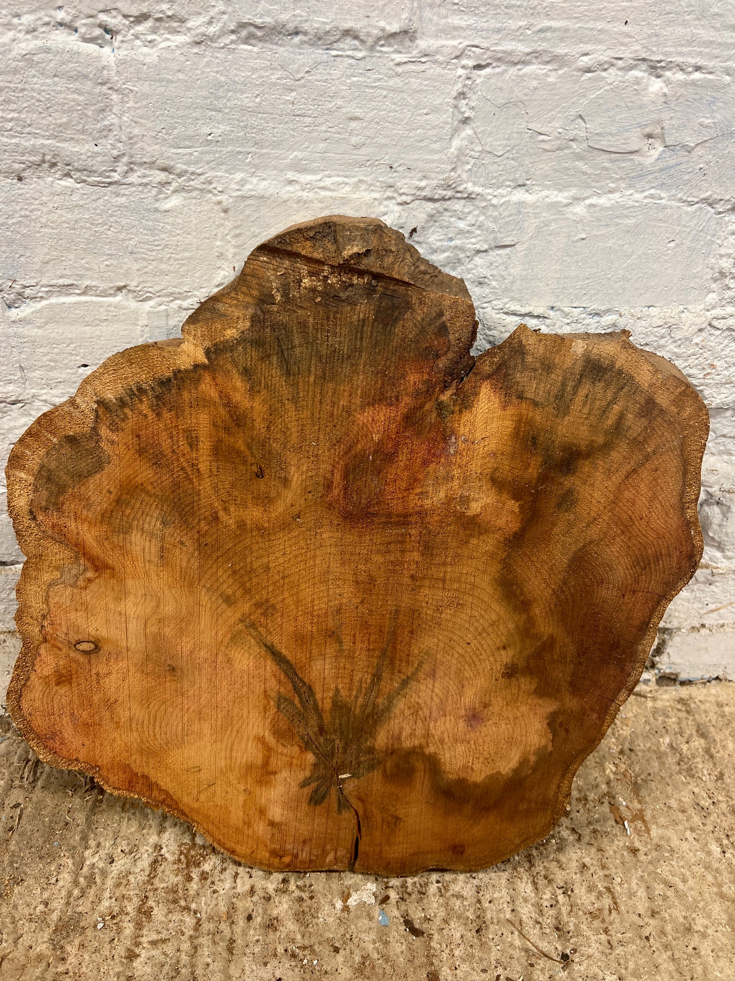 Yew No 110 - 480x490x50mm Sawn