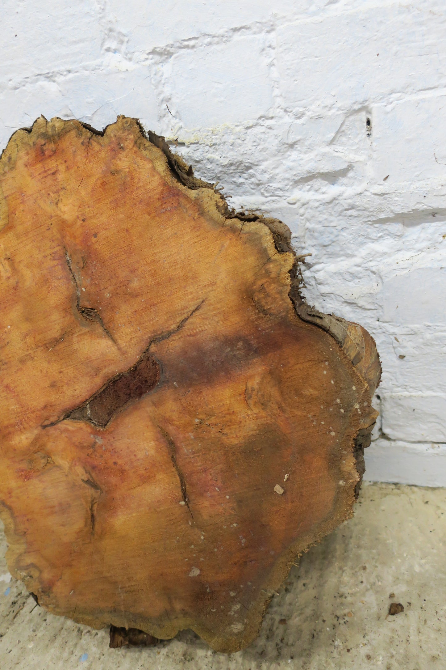 Yew No 95 - 550x480x50mm Planed