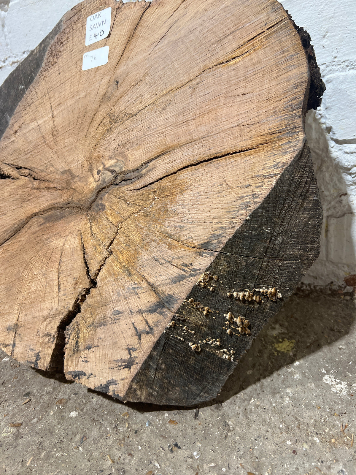 Holm Oak Round No 76 - 430x480x55mm Sawn