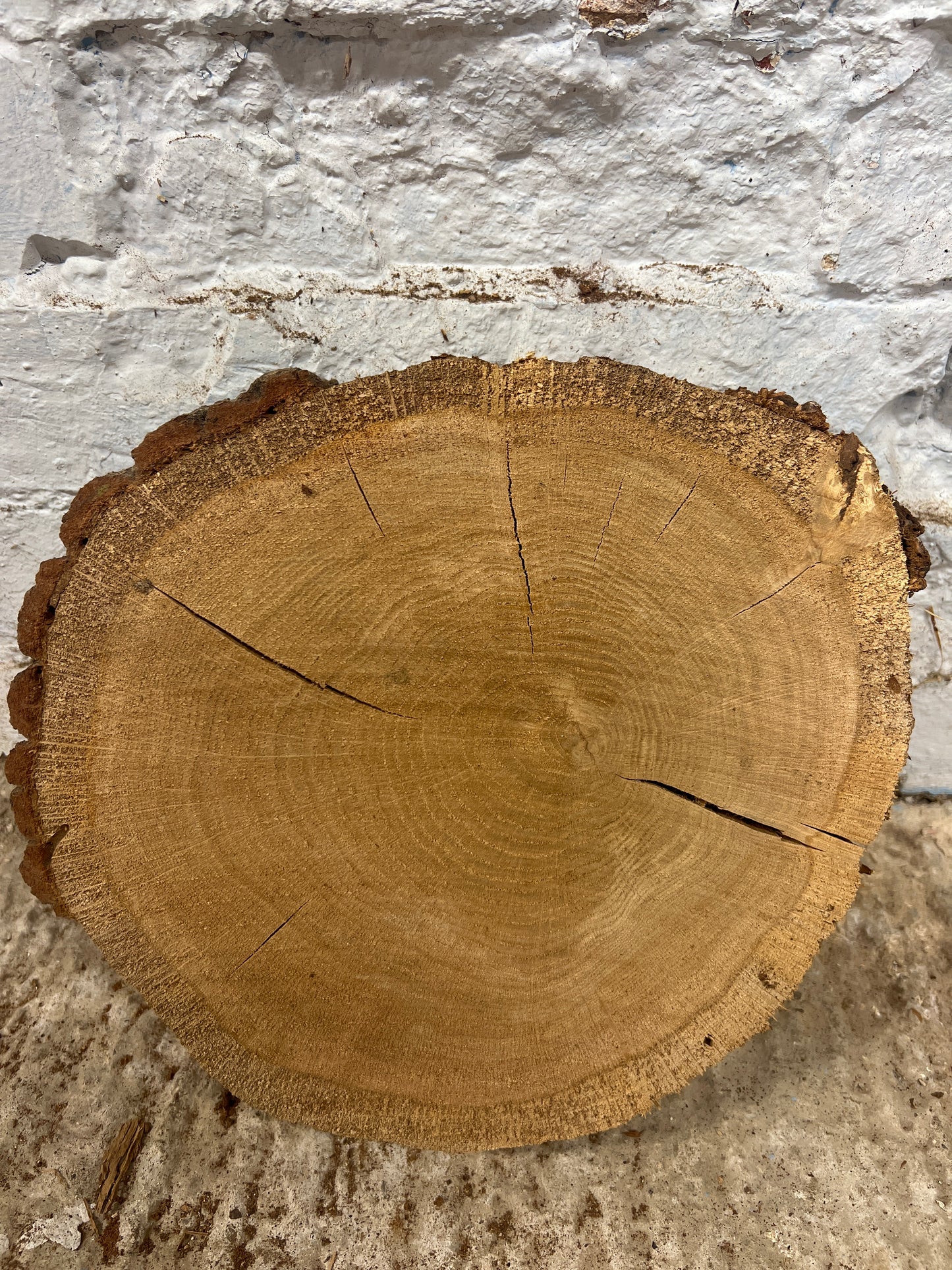 Oak Round No 51 - 270x260x55mm Sawn