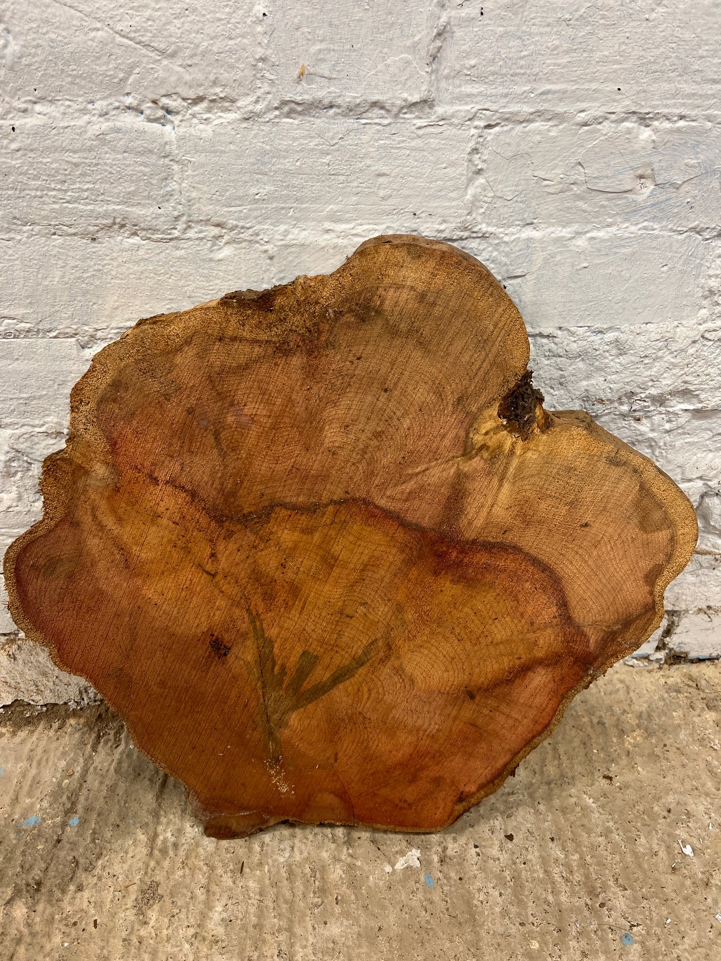 Yew No 100 - 540x500x55mm Sawn