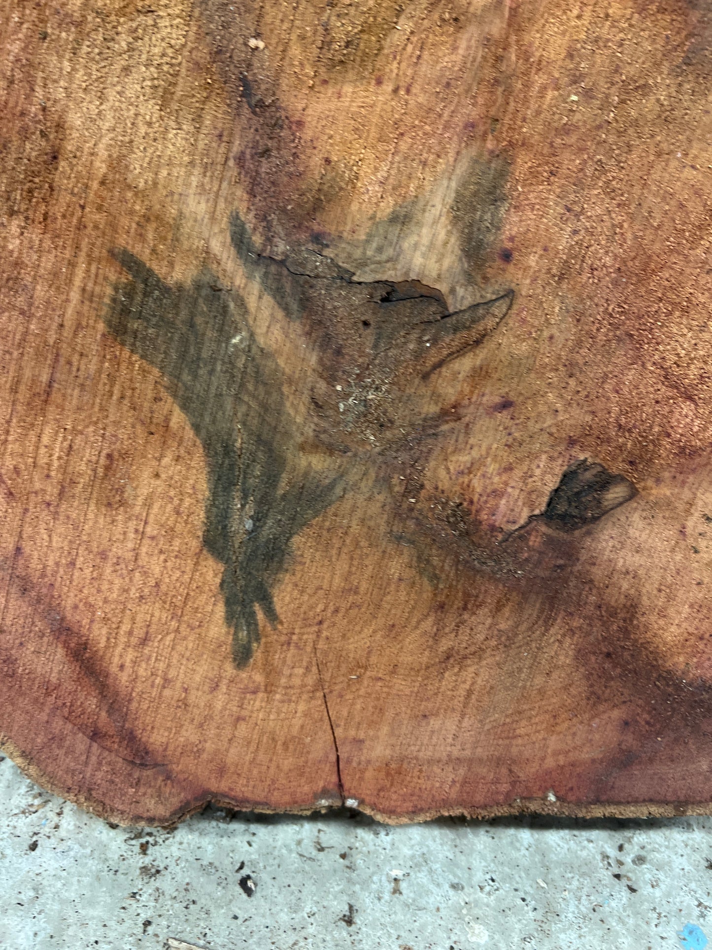 Yew No 100 - 500x530x55mm Sawn