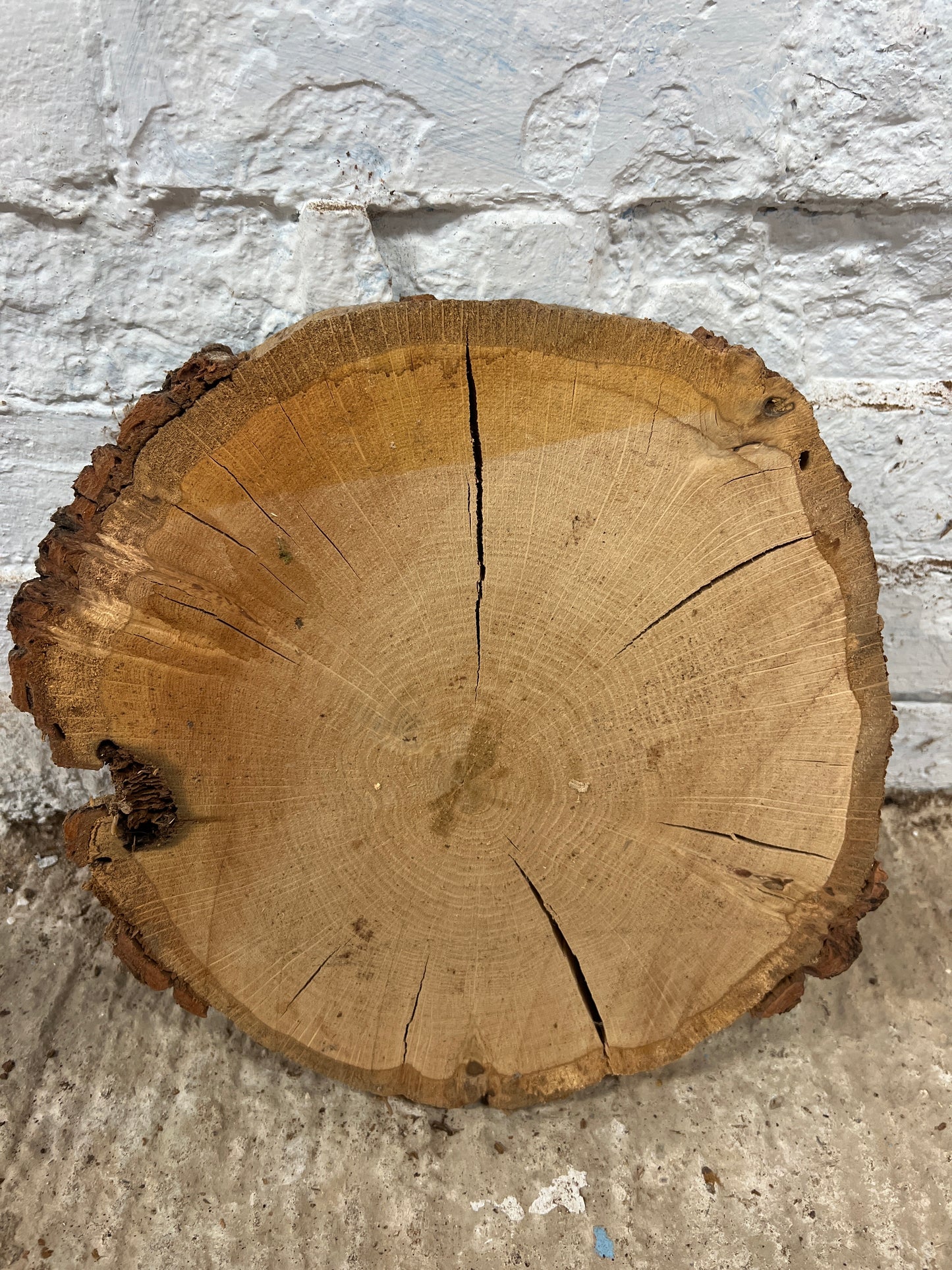 Oak Round No 49 - 350x320x50mm Sawn