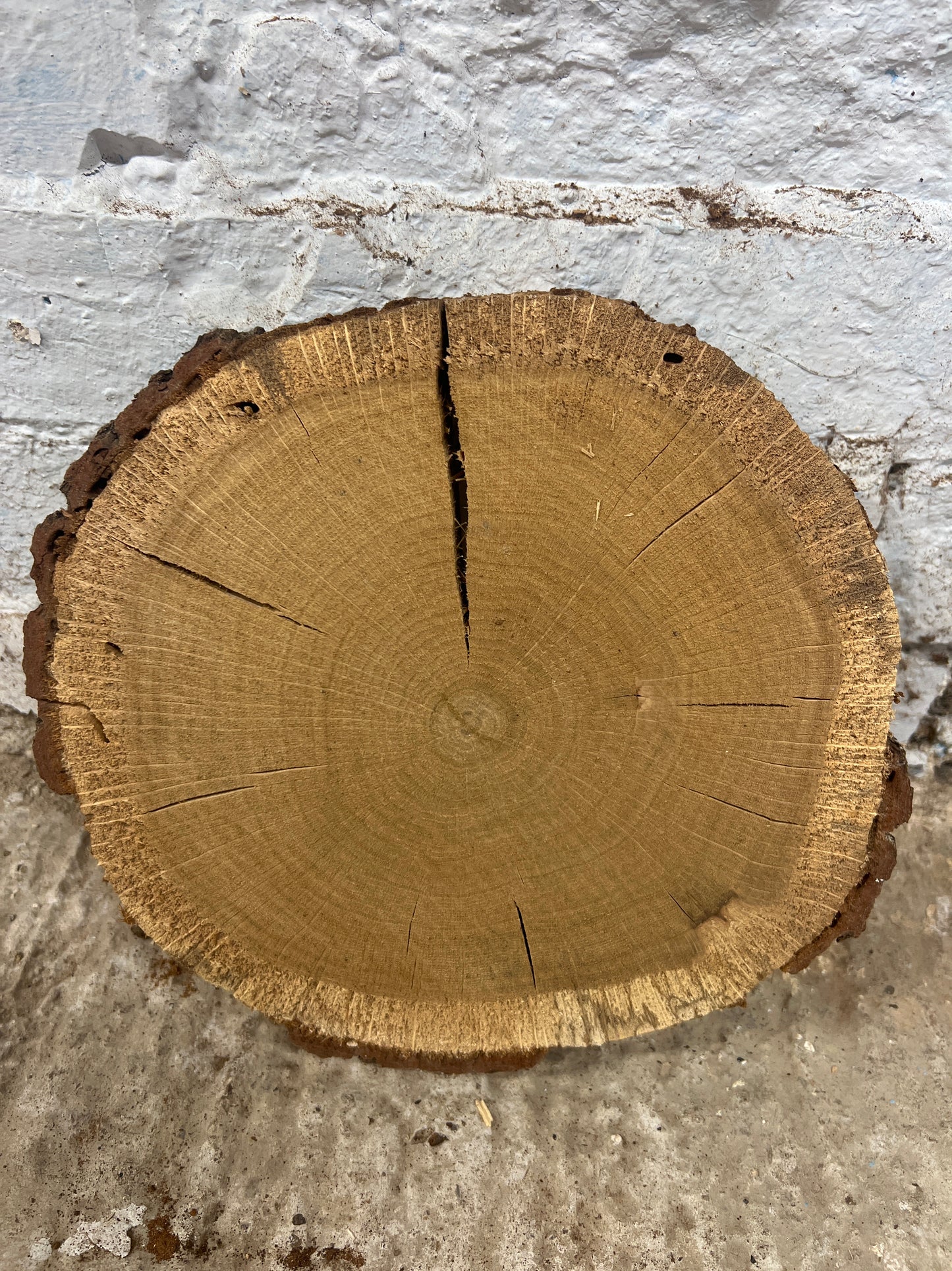Oak Round No 49 - 260x250x45mm Sawn