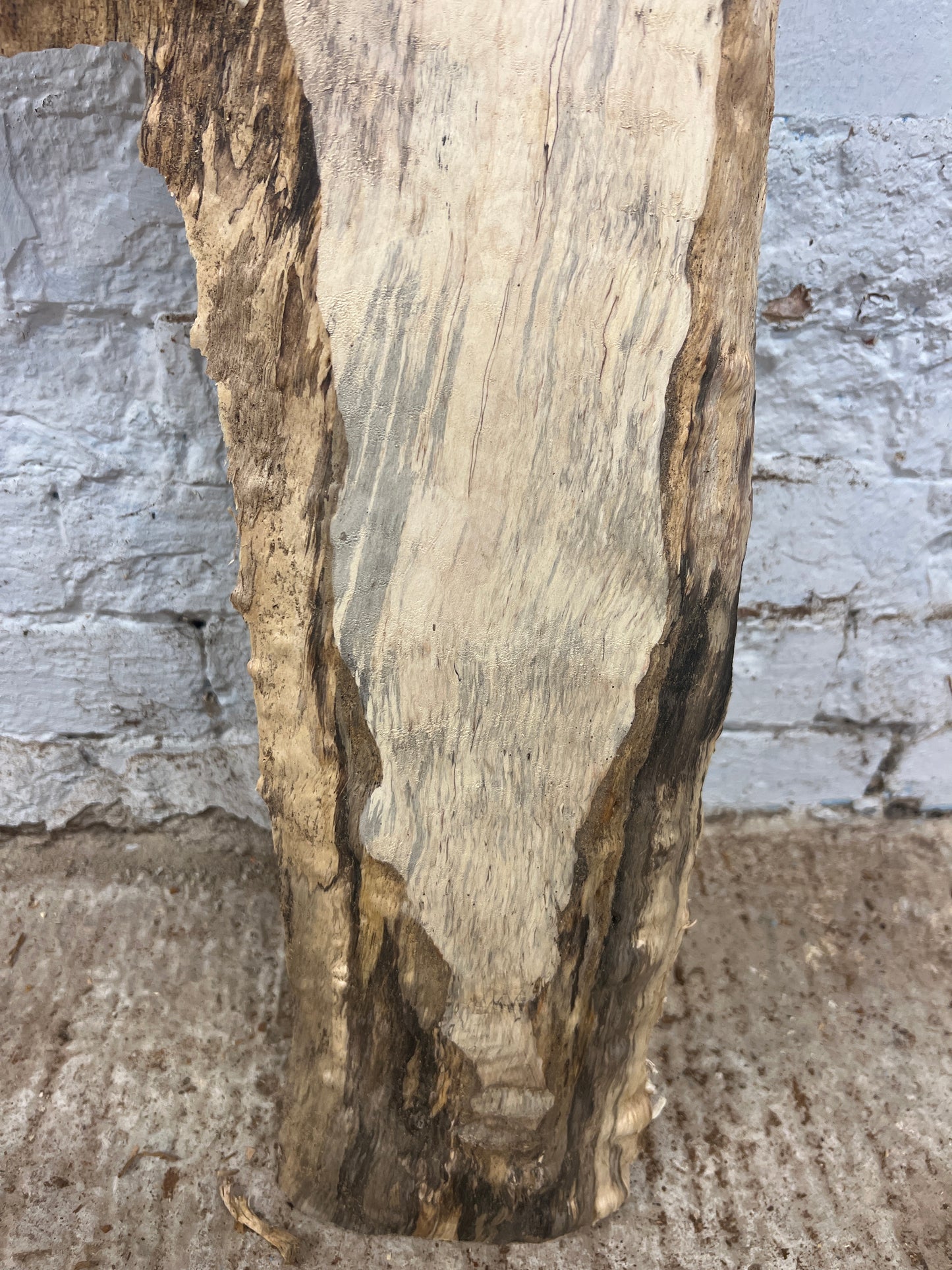 Horse Chestnut No 59 - 790x160-260x26mm Planed