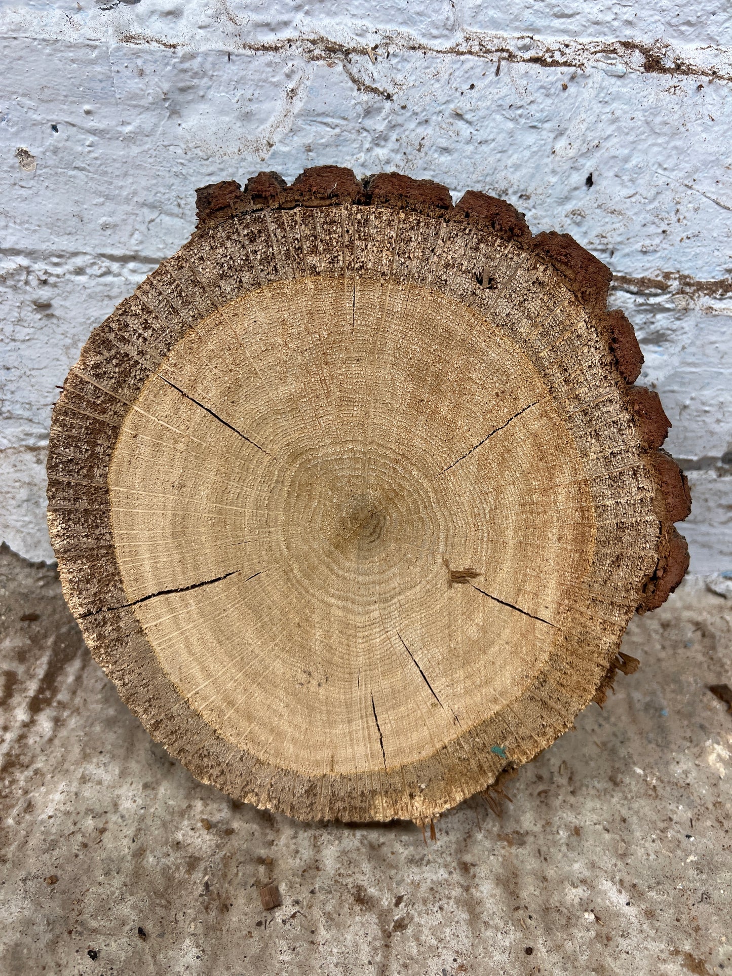Oak Round No 76 - 210x210x50mm Sawn