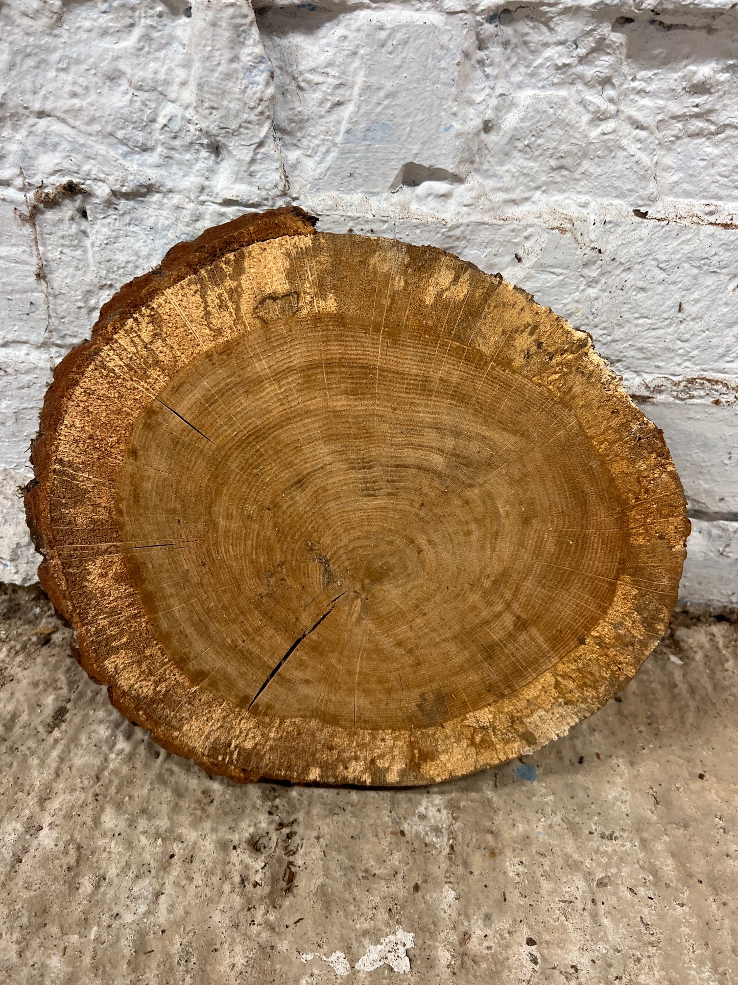 Oak Round No 76 - 290x250x40mm Sawn