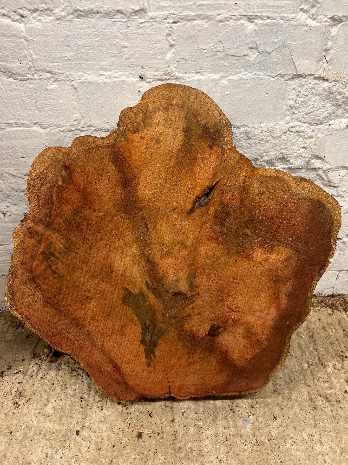 Yew No 100 - 500x530x55mm Sawn