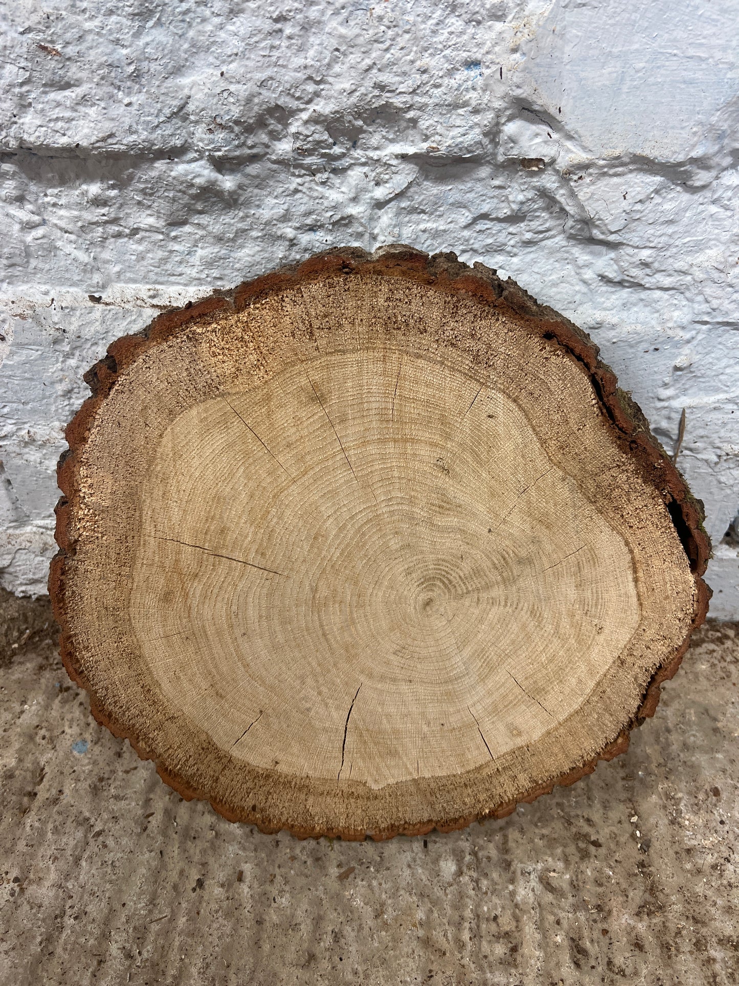 Oak Round No 58 - 320x330x50mm Sawn
