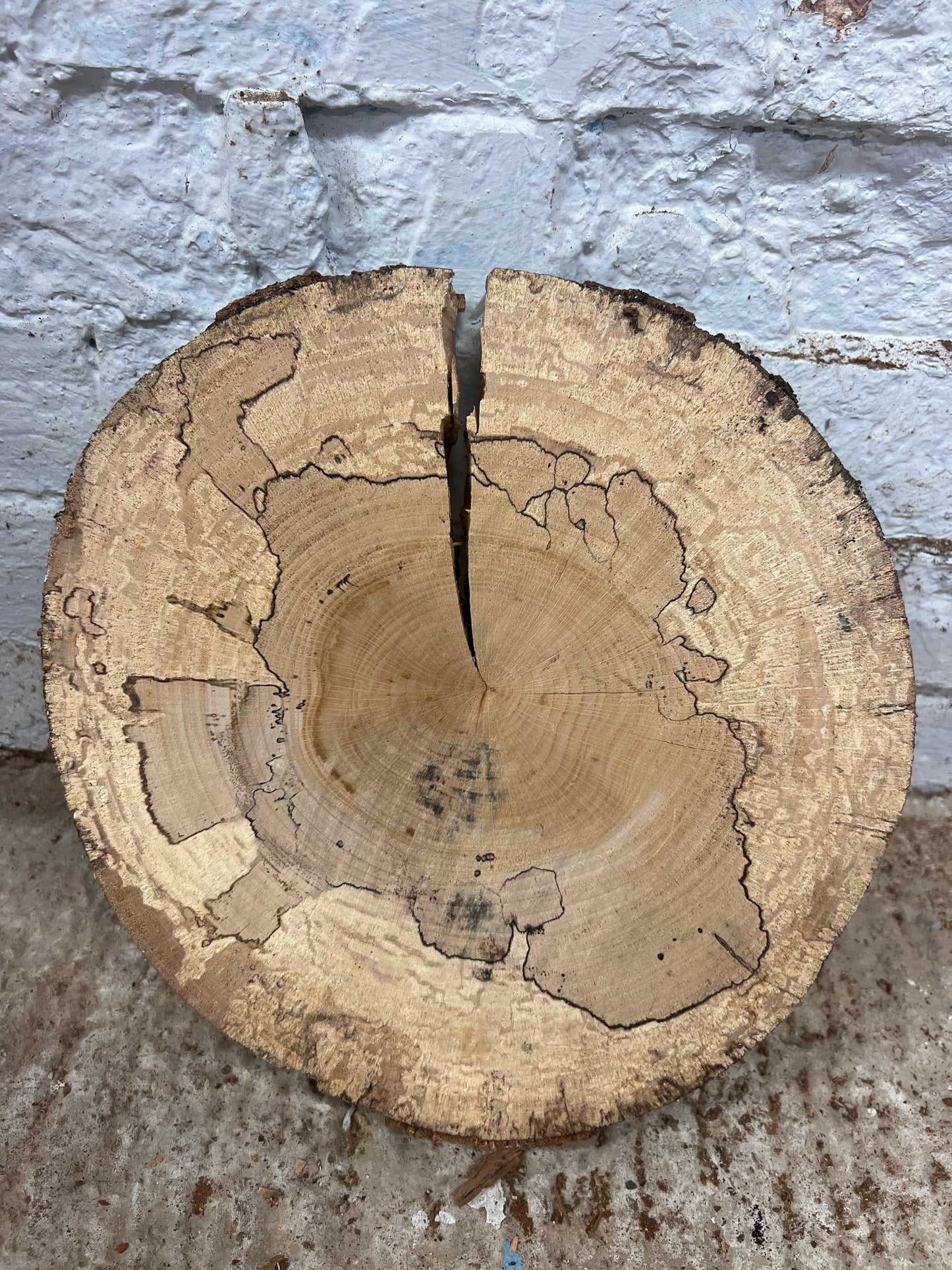 Spalted Beech Round No 232 - 290x300x50mm Sawn