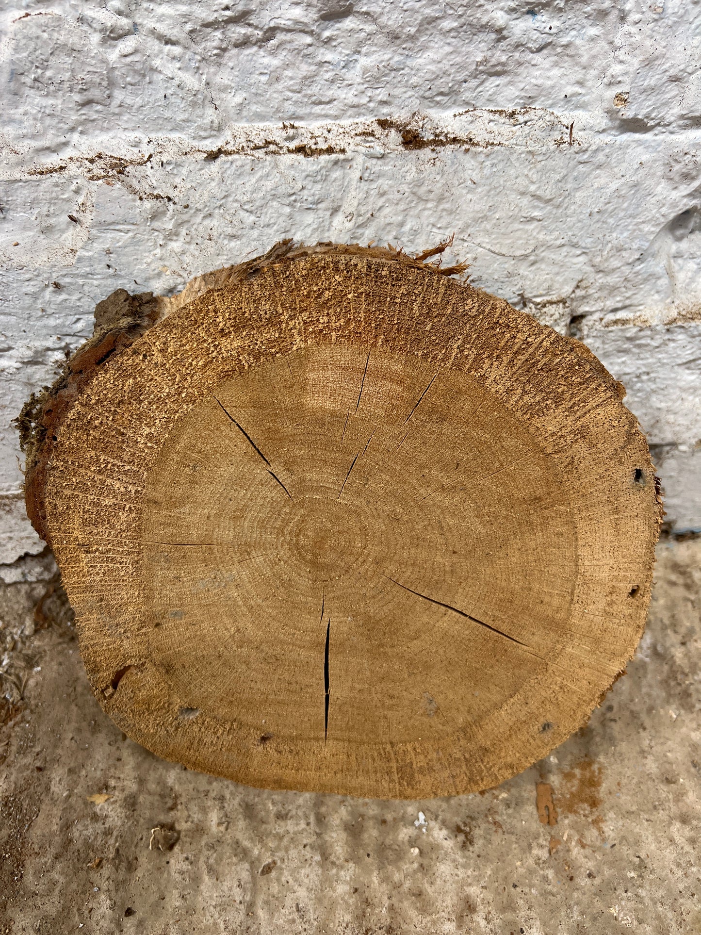 Oak No 146 - 230x230x50mm Sawn