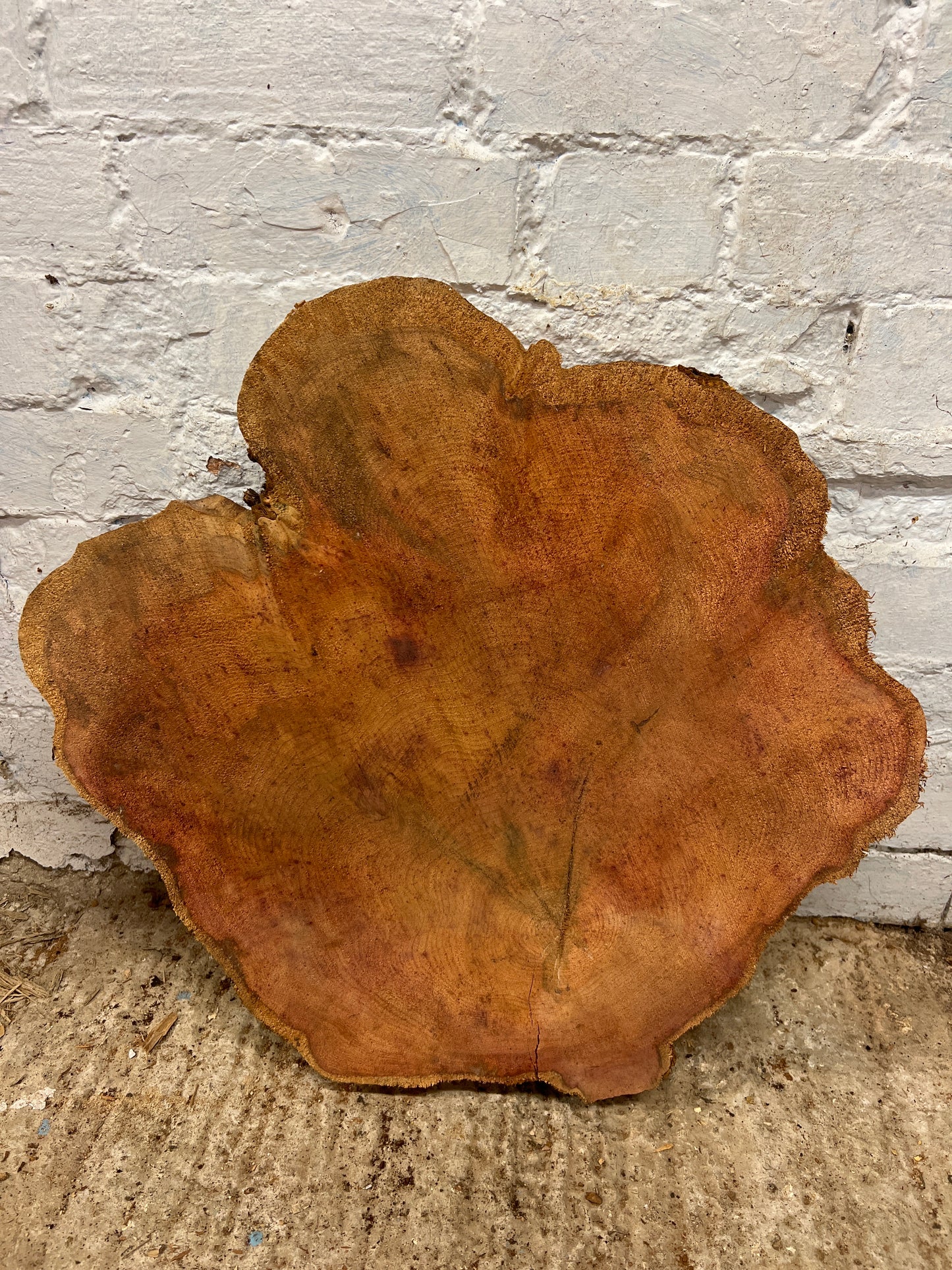 Yew No 100 - 540x500x50mm Sawn