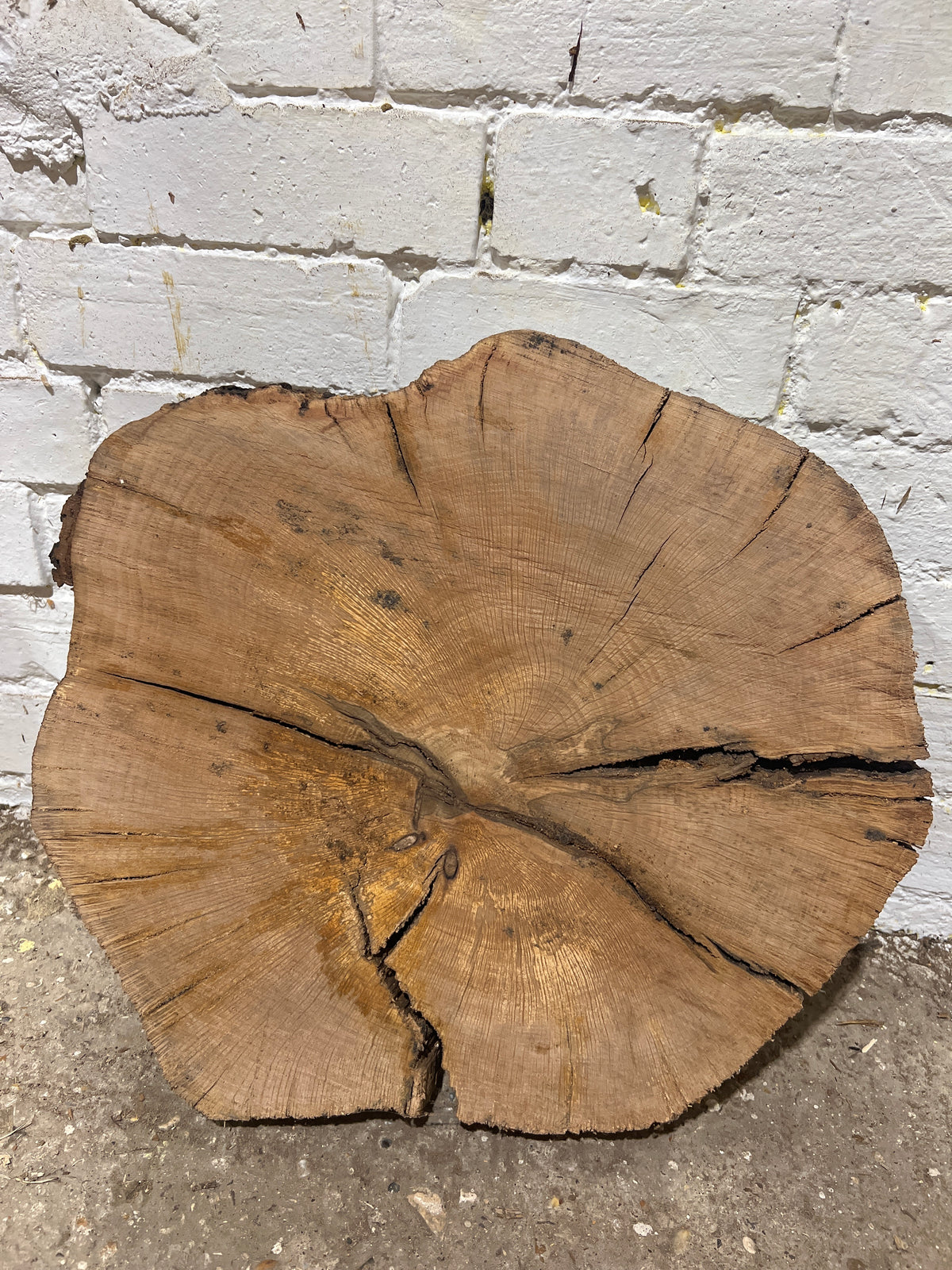 Holm Oak Round No 76 - 430x480x55mm Sawn